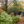 University of Latvia Botanical Garden